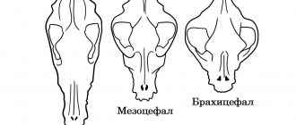 Череп собаки