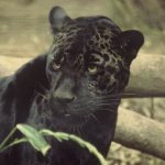 Black-panther-Description-features-lifestyle-and-habitat-14