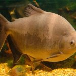 black pacu fish