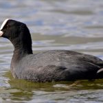 Black duck with white beak