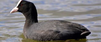 Black duck with white beak