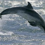 Black Sea bottlenose dolphin - photo