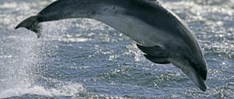 Black Sea bottlenose dolphin - photo