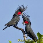 Black cockatoos