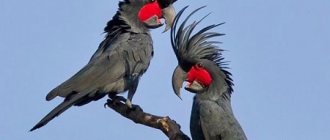 Black cockatoos