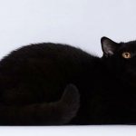 Black British cat - characteristics and genetics of color, breeding, coat care, interesting facts and signs