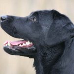 Black Labrador