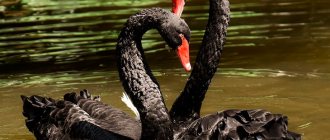 Black Swan