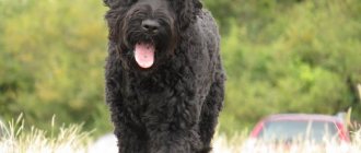 Black Terrier