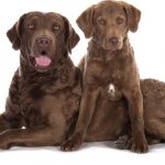 Chesapeake Bay Retriever photo