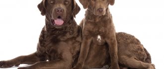 Chesapeake Bay Retriever photo