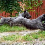 Czech Terrier - two dogs running