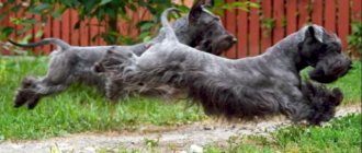 Czech Terrier - two dogs running