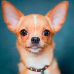 chihuahua face