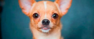 chihuahua face