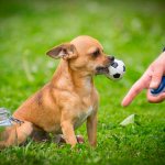 Chihuahua with a ball in pasta Photo