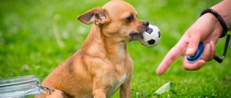 Chihuahua with a ball in pasta Photo