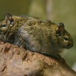 Chilean degu squirrel