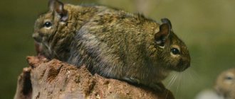 Chilean degu squirrel