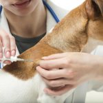 Microchipping a dog