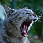 brushing a cat&#39;s teeth