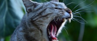 brushing a cat&#39;s teeth