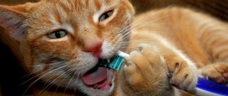 Cleaning a cat&#39;s teeth