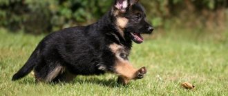 Purebred German Shepherd