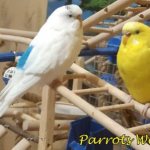 Clear-winged parrot and lutino