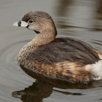 Great Grebe-bird-Description-features-species-lifestyle-and-habitat-of-the-Grebe-1