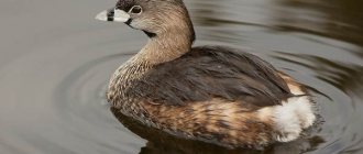 Great Grebe-bird-Description-features-species-lifestyle-and-habitat-of-the-Grebe-1