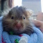 what to do if your hamster sneezes