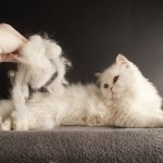 What to do if your cat sheds a lot