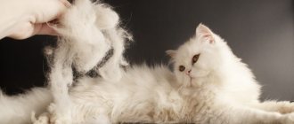 What to do if your cat sheds a lot