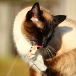 What to do if cats are infected with parasites