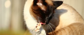 What to do if cats are infected with parasites