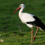 what do storks eat