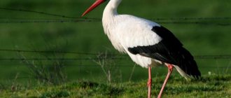 what do storks eat