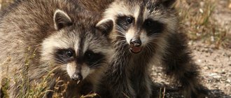 What do raccoons eat?