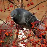 What do pigeons eat in nature?