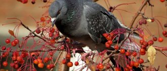 What do pigeons eat in nature?