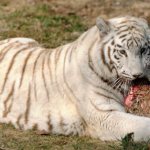 what does a bengal tiger eat