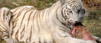 what does a bengal tiger eat