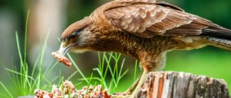 what does a hawk eat