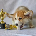 What is it: pet, breeding and show class for a puppy?