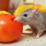 What can and cannot be given to rats: nutrition table