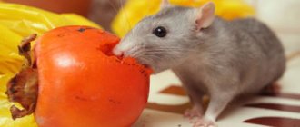 What can and cannot be given to rats: nutrition table