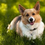 What kind of dogs are Welsh Corgi-Pembroke, characteristics of the breed, appearance of dogs, temperament features, care and education, price of a puppy