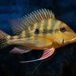 Cichlid Geophagus. South American cichlids 