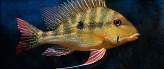 Cichlid Geophagus. South American cichlids 